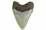 Bargain, Megalodon Tooth - North Carolina #152911-1